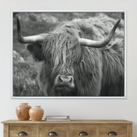 Krupni Plan Škotske Krave Na Močvari Uramio Sam Fotografiju Na Platnu Art Print