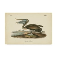 Zaštitni znak likovne umjetnosti 'Audubons Brown Pelican' platnena Umjetnost Johna Jamesa Audubona