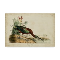 Zaštitni znak fine umjetnosti 'sjajy ibis' umjetnost John James Audubon