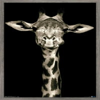 Portret zidnog postera žirafe, 14.725 22.375