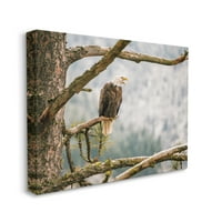 Stupell Eagle Smješteni šumski drveni grane životinje i insekti Fotografija Galerija zamotana platna Print Wall Art