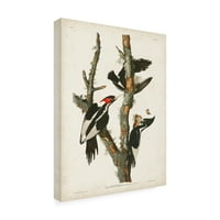 John James Audubon' Ivory billed Woodpecker ' Canvas Art