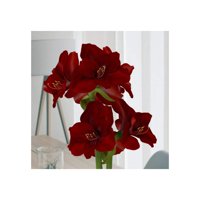 GNhoch 'Anne Seaton' Amaryllis sijalice, duboki baršunal crveni s, jednostavno sadnja i jednostavno uzgoj, cvjetne sijalice za dom ili vrt, prekrasan s, zapanjujući cvjetni ekran ...