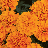 Trajekt-Morse 270mg Marigold Petite narančasto godišnje sjemenke cvijeta puno sunce