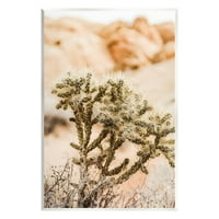 Stupell Arid Cactus Pustinjska biljka Fotografija Pejzaža Fotografija Zidna ploča Unfrant Art Print Wall